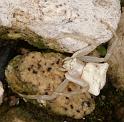 Thomisus_onustus_D3283_Z_83_Valle Gran Rey_Spanje
